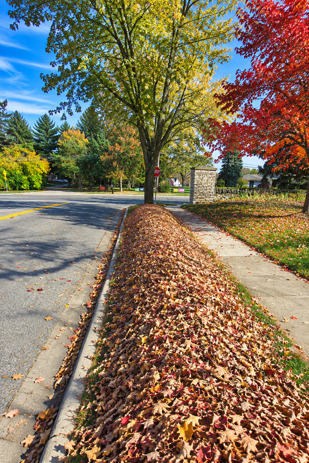 Leaves piled at the curb for pickup in Rochester, MI