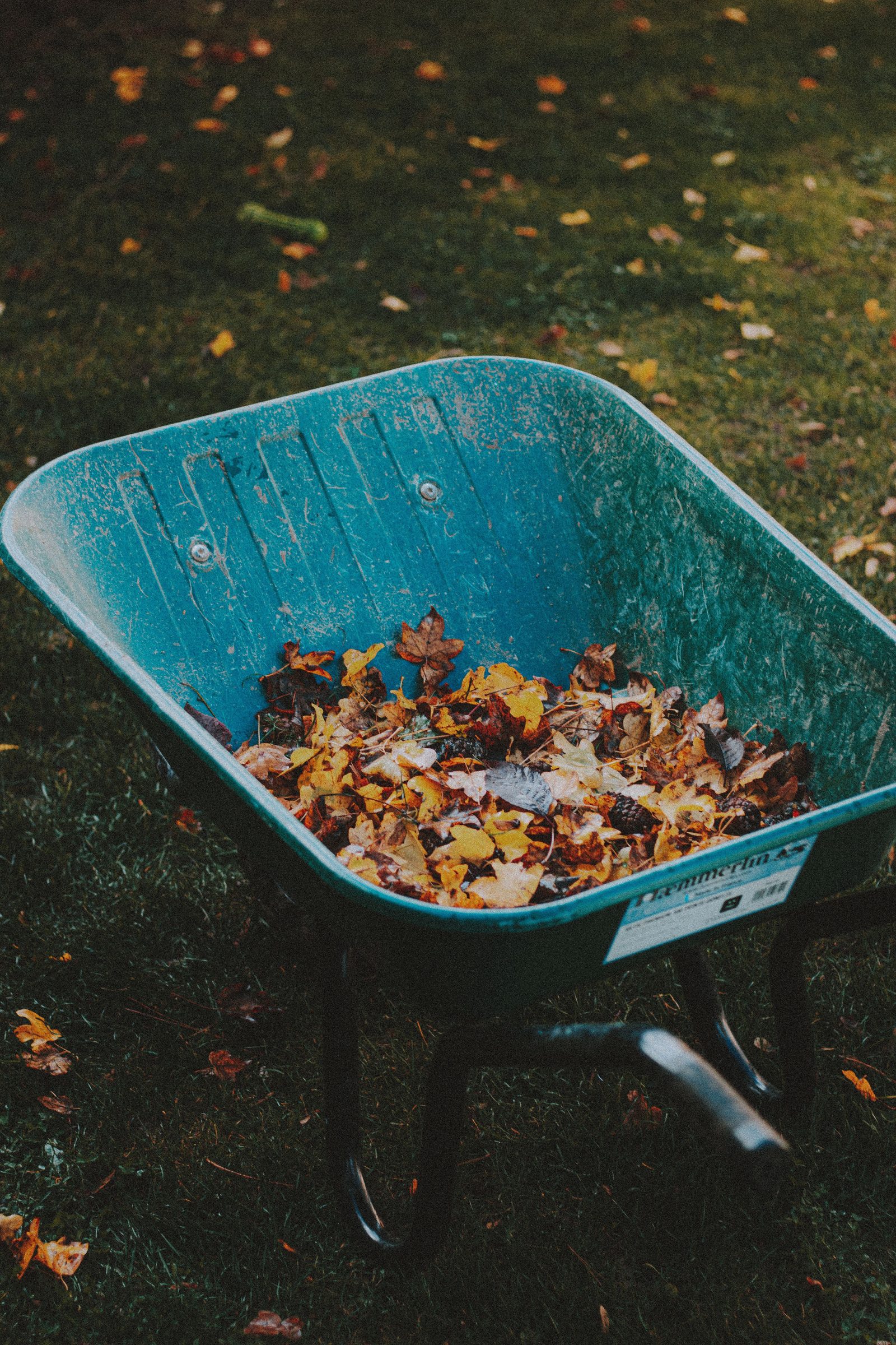 A wheelbarrow full of raked leaves